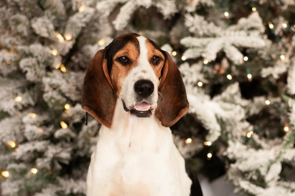 Enlarge Mrs. Beasley - Foster to Adopt, a Adoptable Treeing Walker Coonhound in Savage, MN image 2/4
