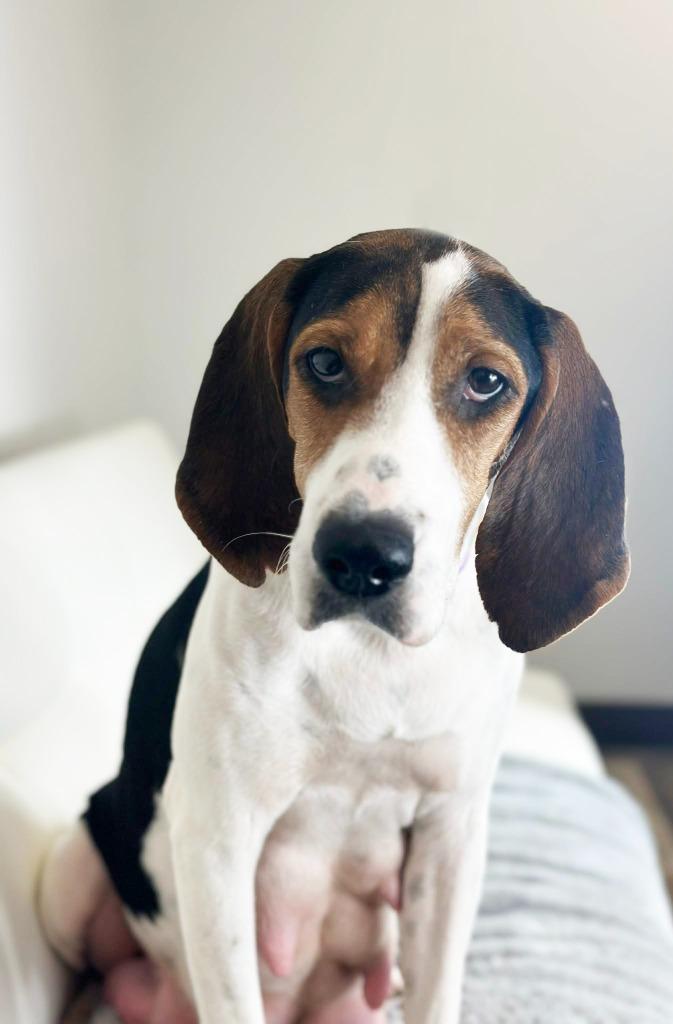 Enlarge Mrs. Beasley - Foster to Adopt, a Adoptable Treeing Walker Coonhound in Savage, MN image 3/4