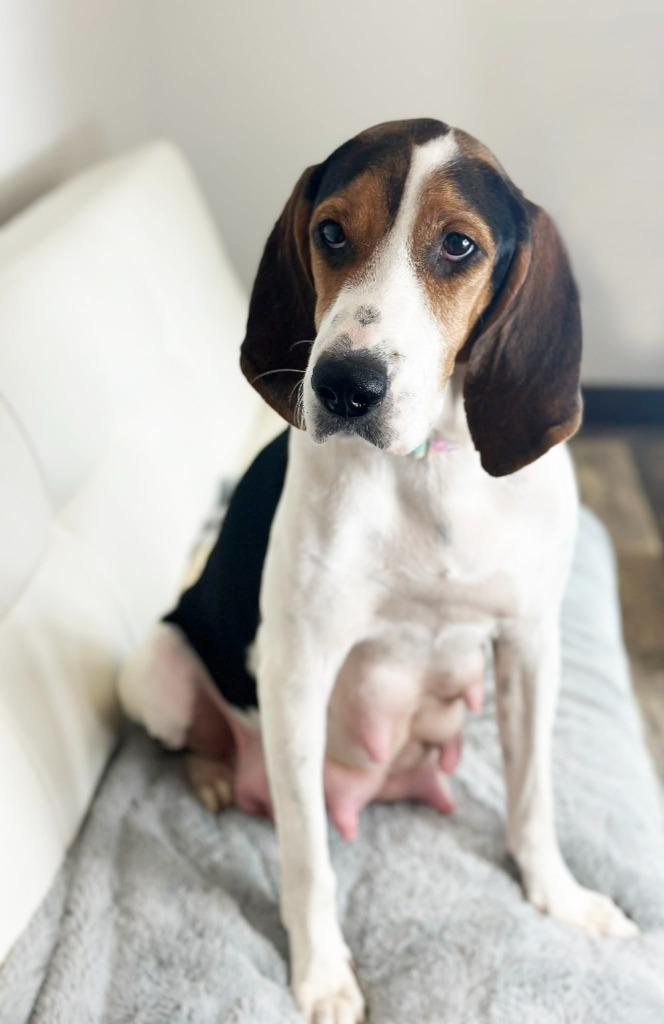 Enlarge Mrs. Beasley - Foster to Adopt, a Adoptable Treeing Walker Coonhound in Savage, MN image 4/4