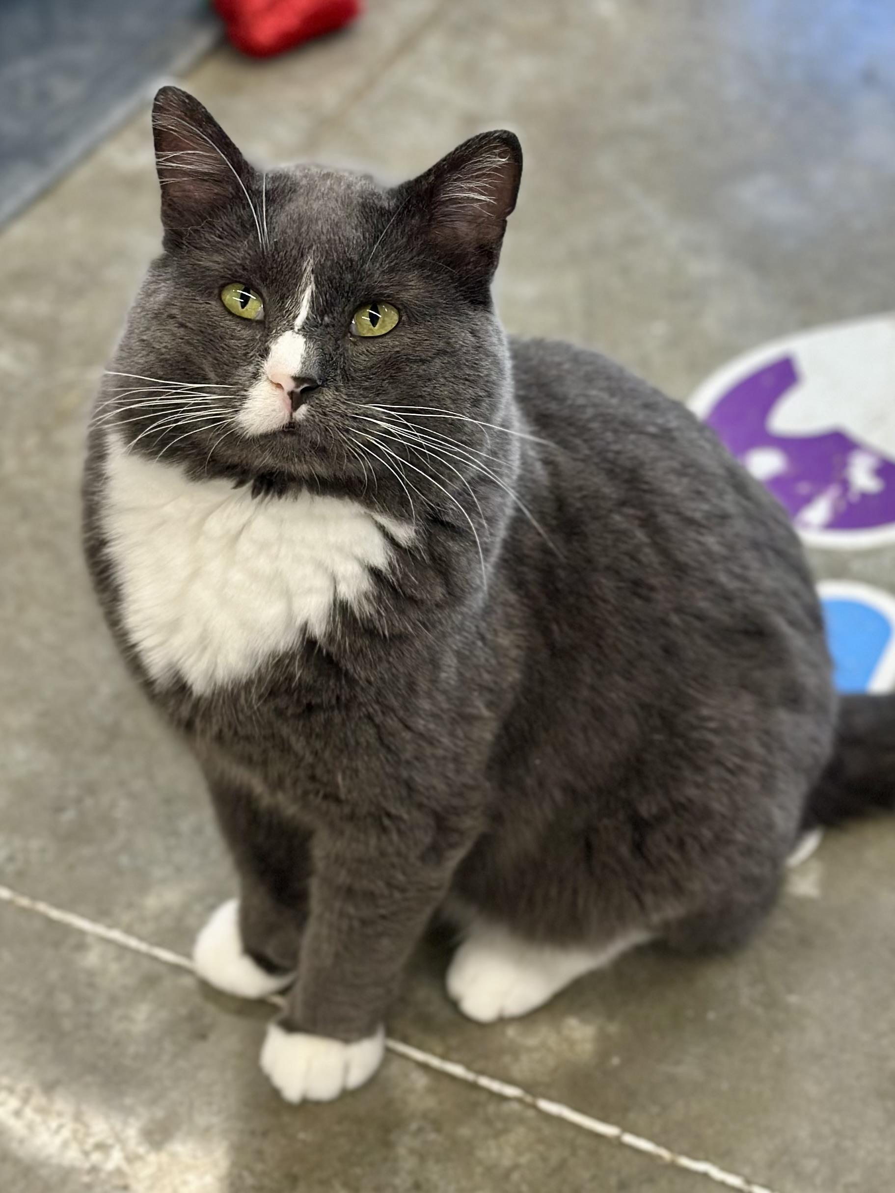 Enlarge Gatsby, a Adoptable Domestic Short Hair in Faribault, MN image 4/4