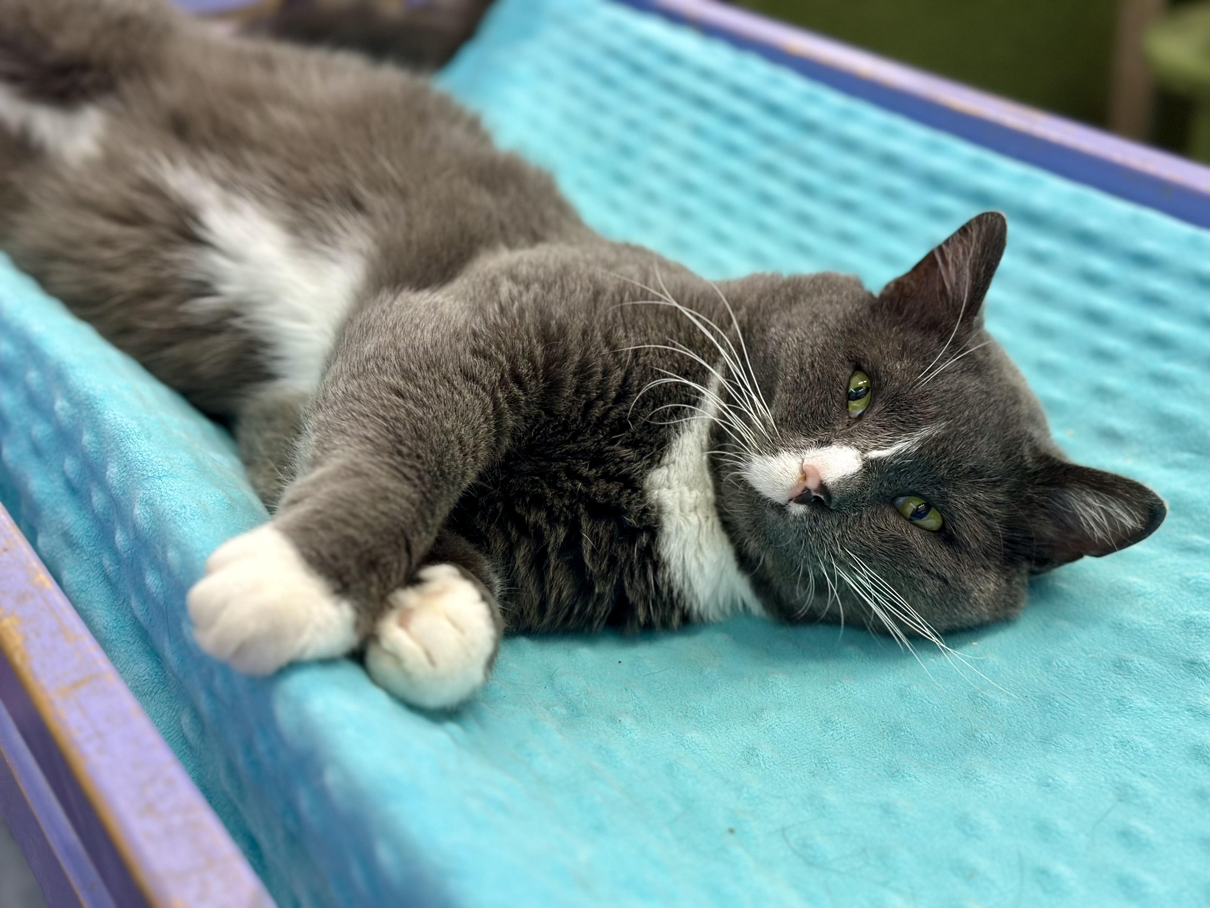 Enlarge Gatsby, a Adoptable Domestic Short Hair in Faribault, MN image 3/4