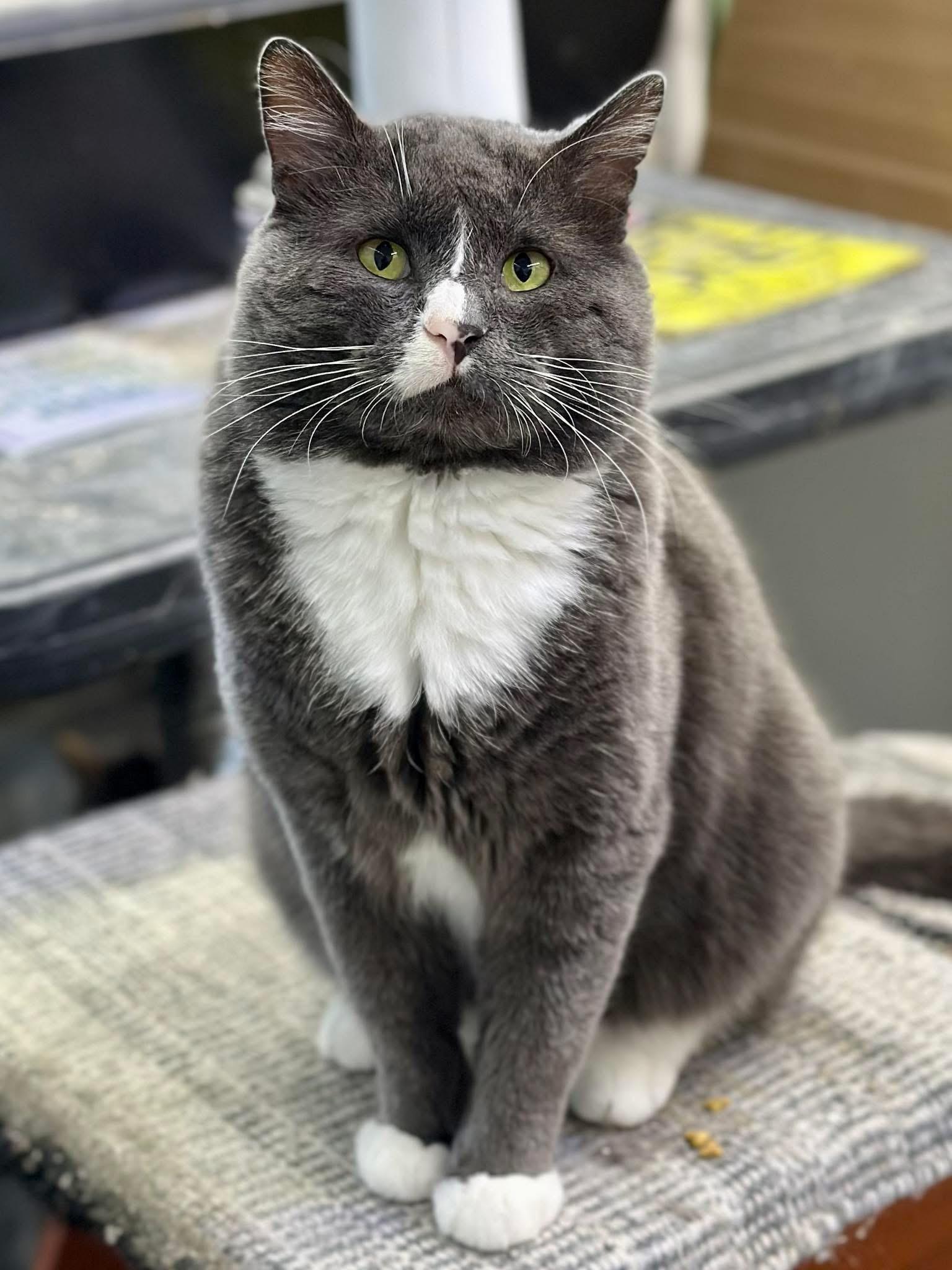 Enlarge Gatsby, a Adoptable Domestic Short Hair in Faribault, MN image 1/4