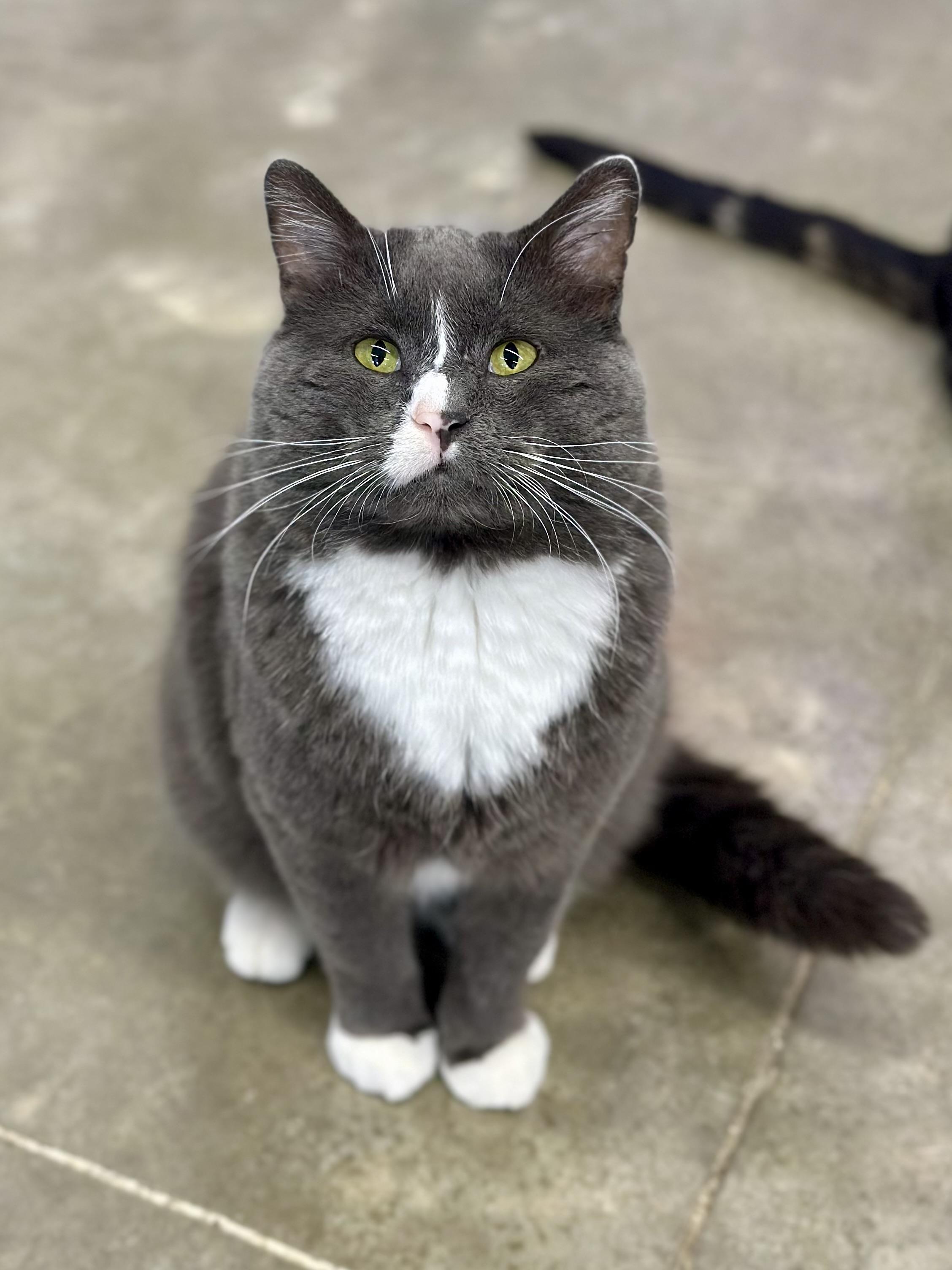 Enlarge Gatsby, a Adoptable Domestic Short Hair in Faribault, MN image 2/4