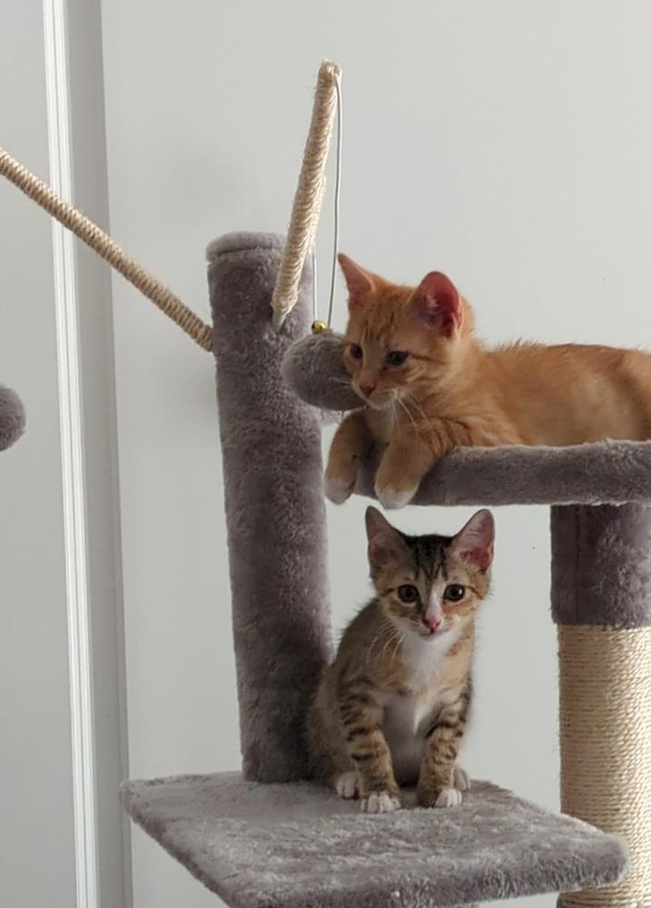 Harbor, Adopted, Kitten Male Domestic Short Hair.