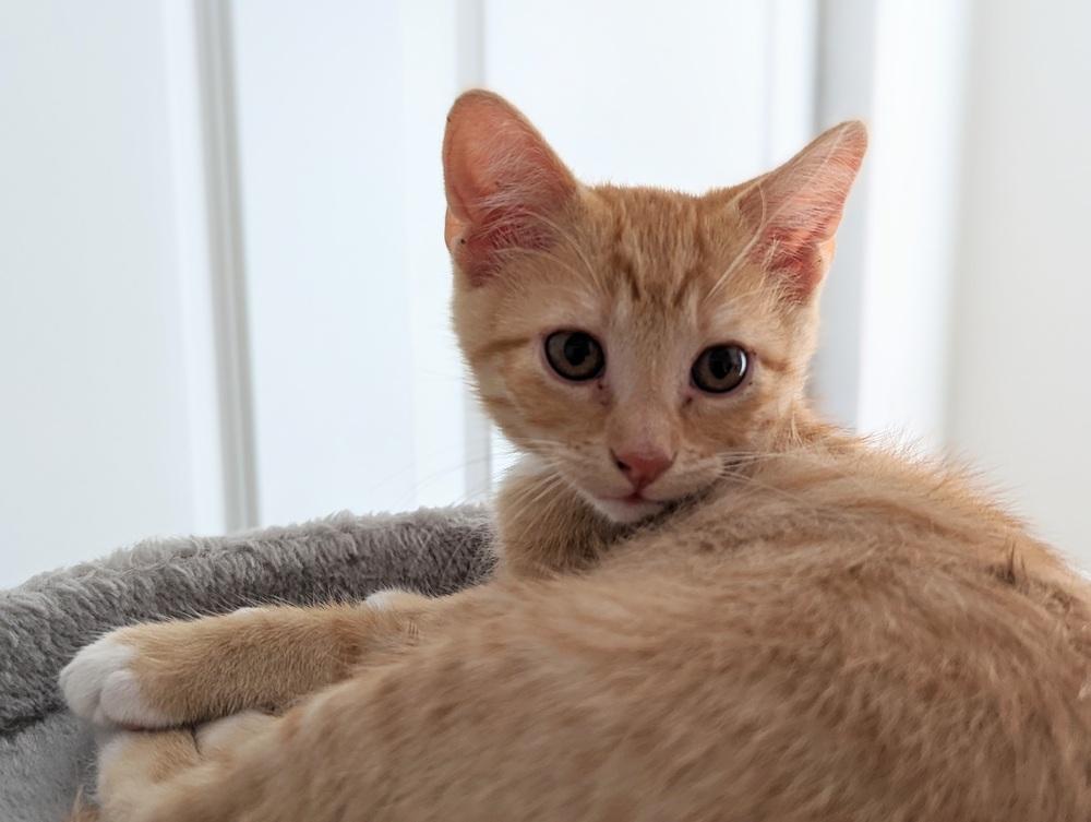 Enlarge Harbor, a Adopted Domestic Short Hair in Lafayette, CO image 4/6