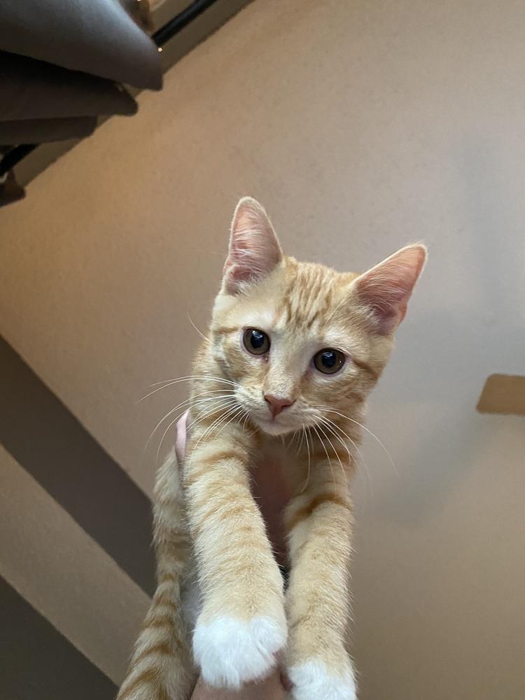 Enlarge Harbor, a Adopted Domestic Short Hair in Lafayette, CO image 5/6