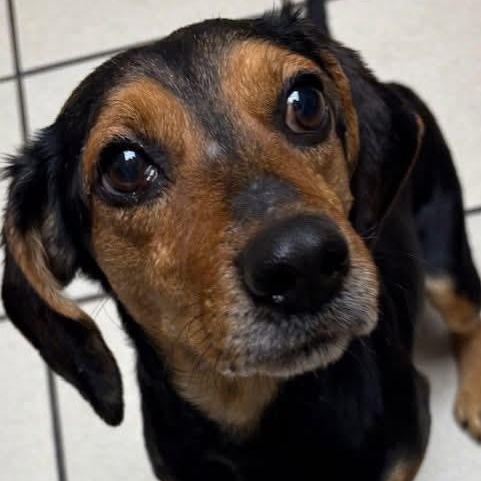 Enlarge Eugene , an adopted Beagle in Southaven , MS image 2/3