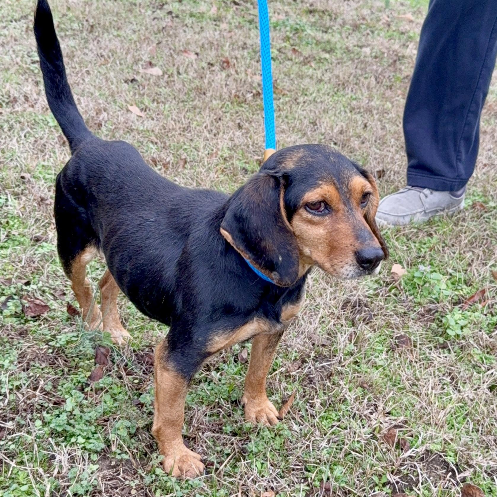 Eugene , adopted, Young Female Beagle.