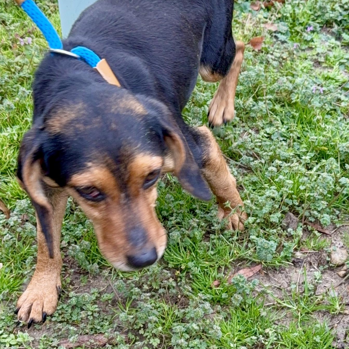 Enlarge Eugene , an adopted Beagle in Southaven , MS image 3/3