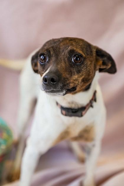 Reba, Adoptable, Young Female Feist.