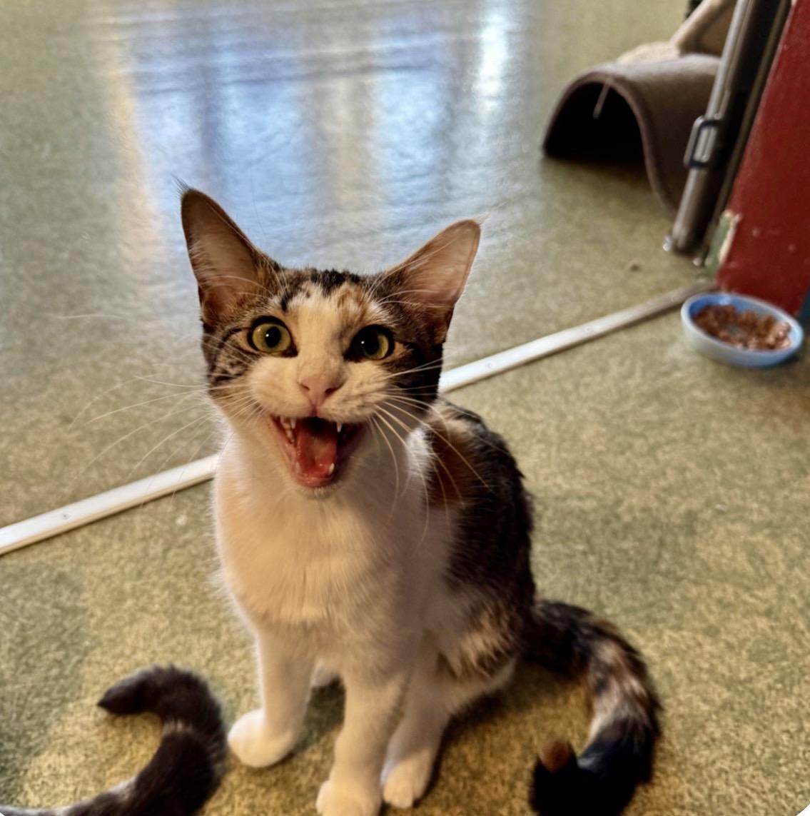 Millie, Adoptable, Young Female Calico & Turkish Van.