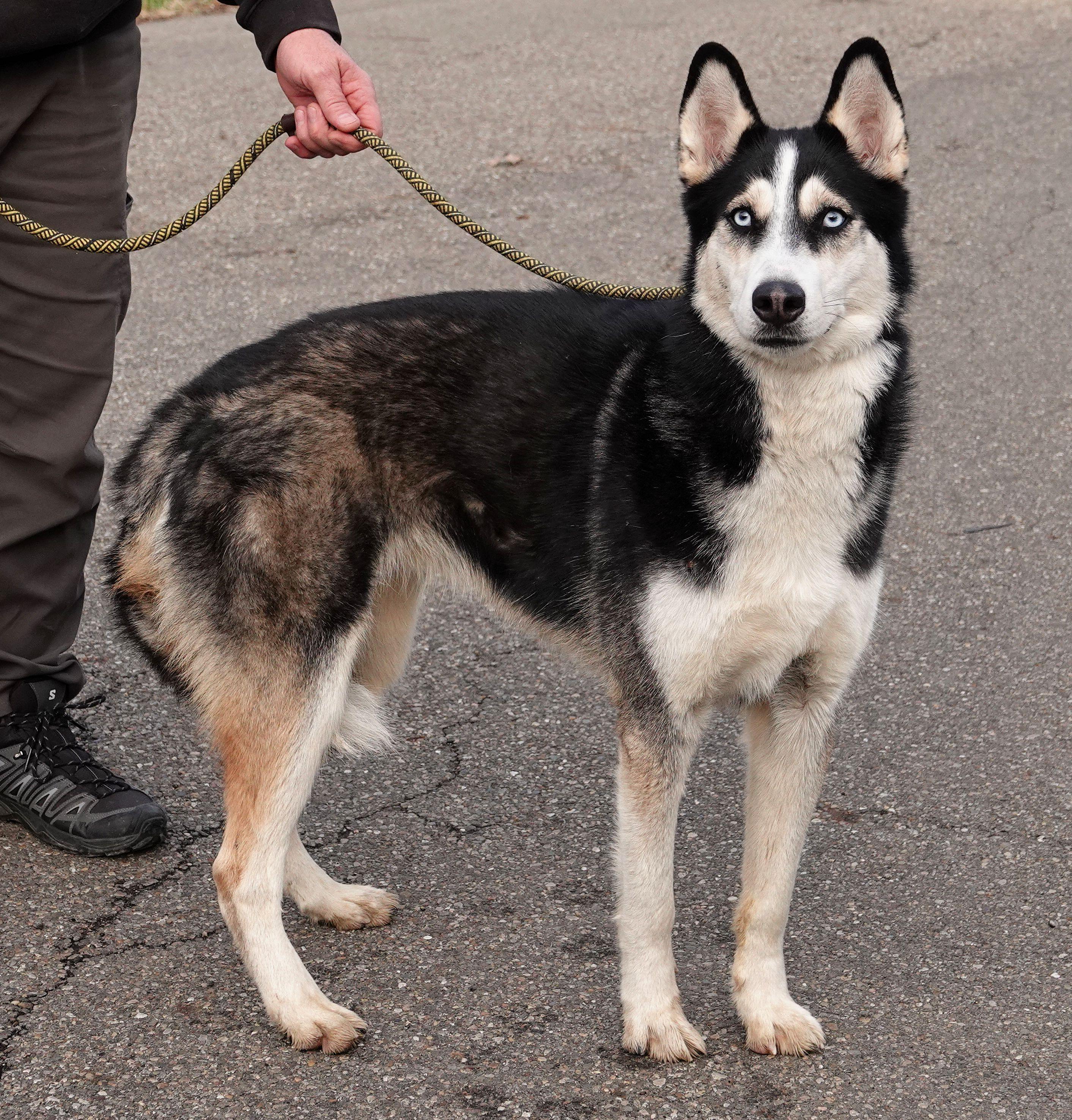 Noel, Adoptable, Adult Female Siberian Husky.
