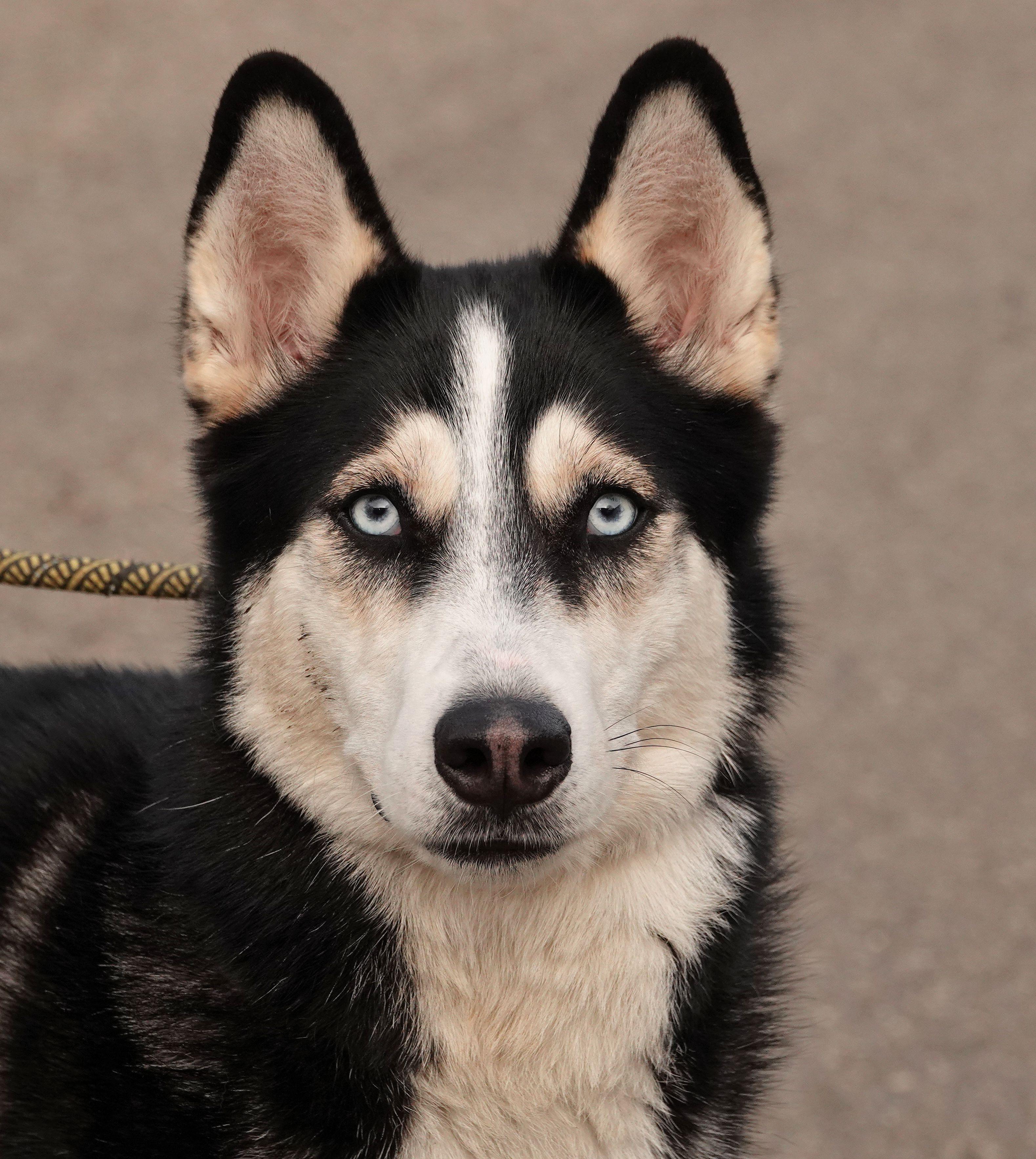 Enlarge Noel, a Adoptable Siberian Husky in Millfield, OH image 3/3