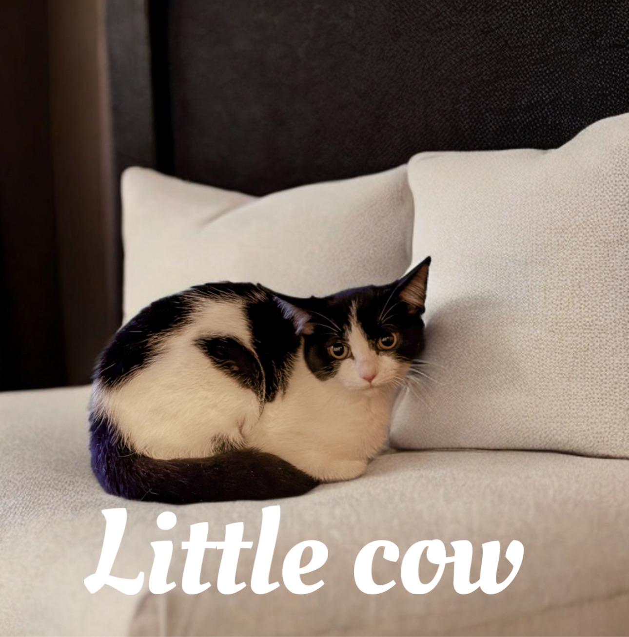 Little cow, Adoptable, Adult Female Tuxedo.