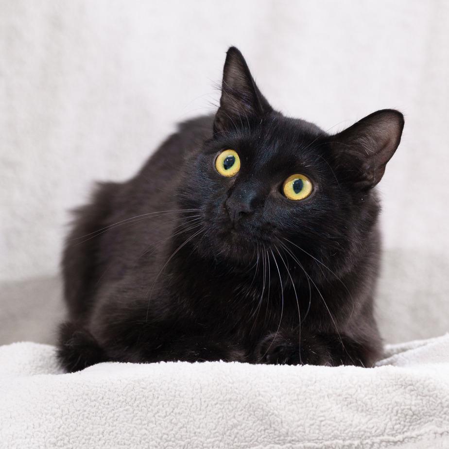 Enlarge Hephaestus (Green), a Adoptable Domestic Short Hair in Sunnyvale, CA image 1/3