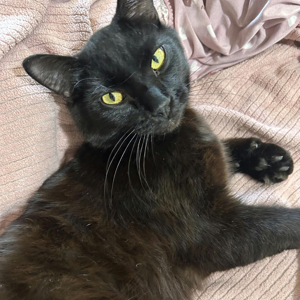 Enlarge Hephaestus (Green), a Adoptable Domestic Short Hair in Sunnyvale, CA image 2/3