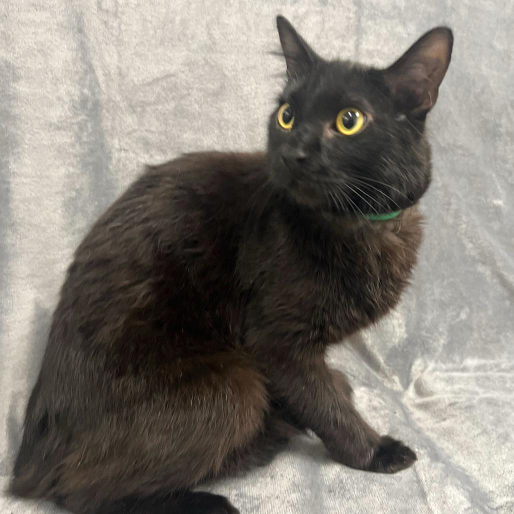 Enlarge Hephaestus (Green), a Adoptable Domestic Short Hair in Sunnyvale, CA image 3/3