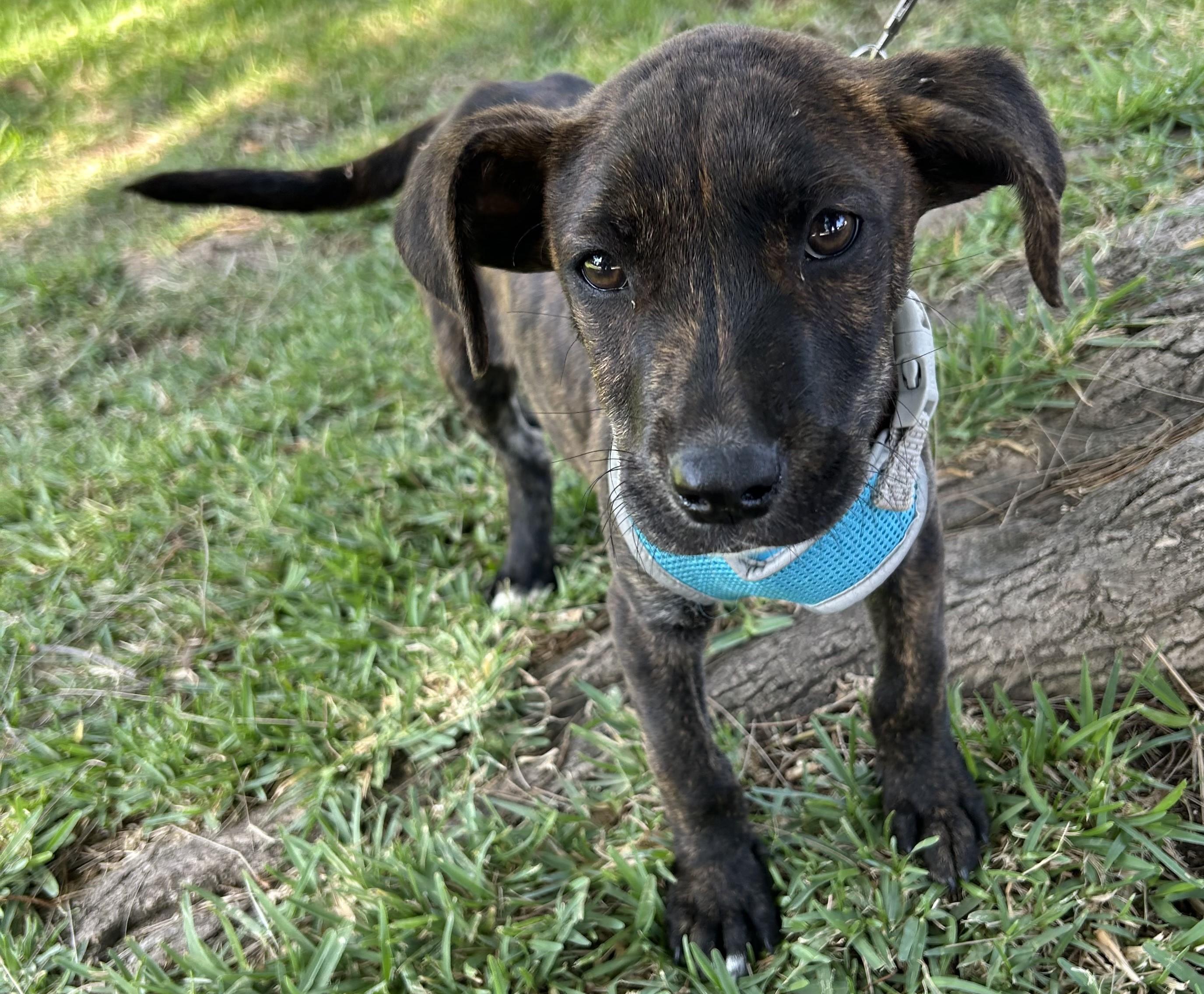 Enlarge OMAR, a ADOPTABLE mixed breed in Bell Gardens, CA image 3/6