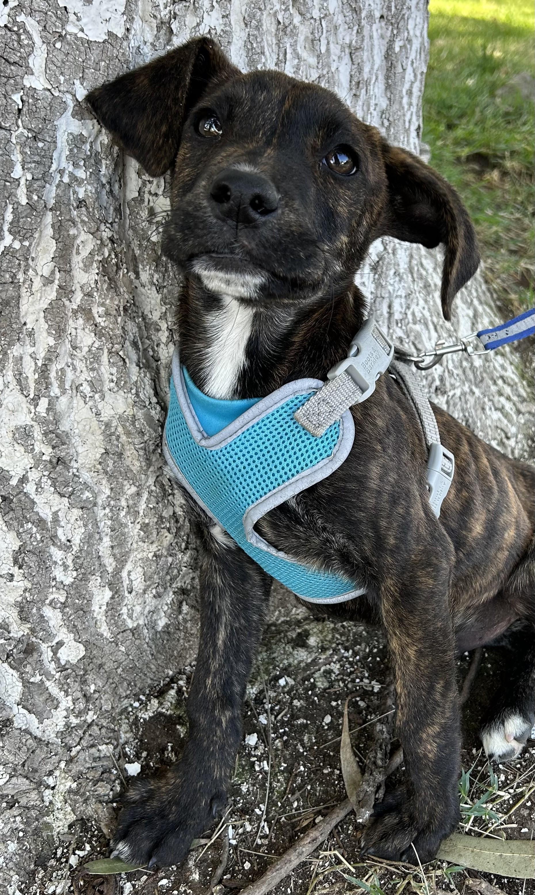 Enlarge OMAR, a ADOPTABLE mixed breed in Bell Gardens, CA image 1/6