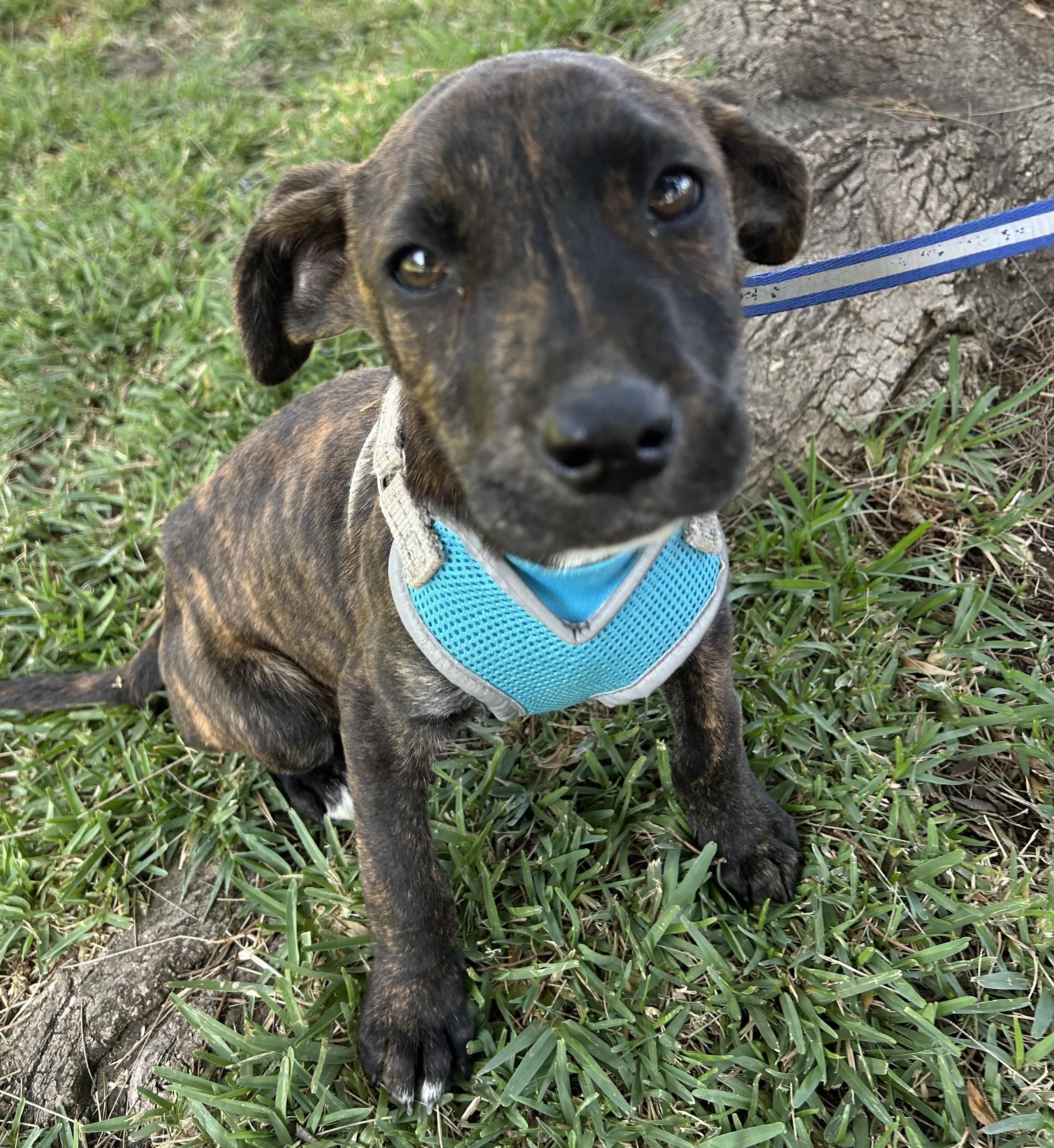 Enlarge OMAR, a ADOPTABLE mixed breed in Bell Gardens, CA image 6/6