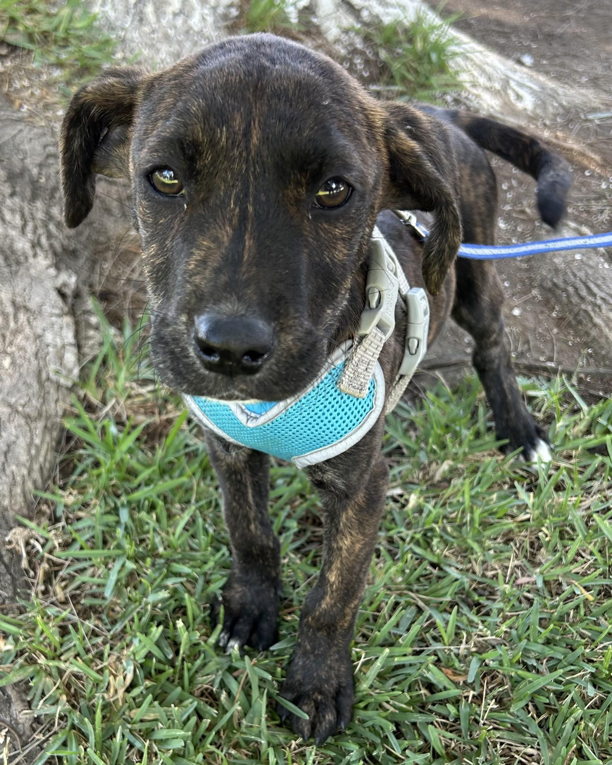 Enlarge OMAR, a ADOPTABLE mixed breed in Bell Gardens, CA image 5/6