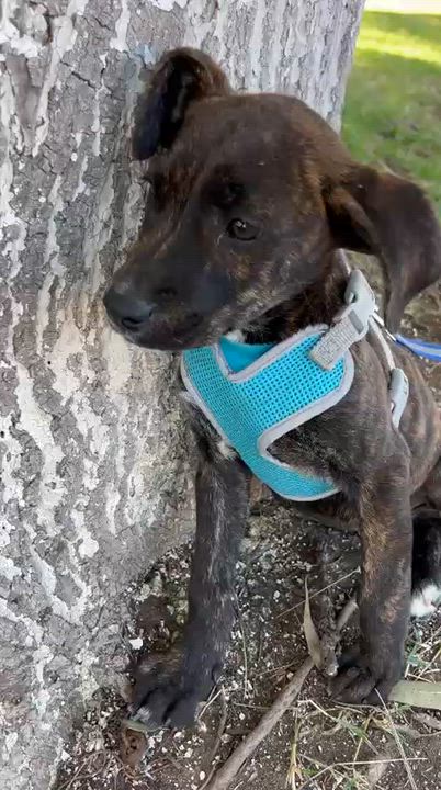 Enlarge OMAR, a ADOPTABLE mixed breed in Bell Gardens, CA video 4/6