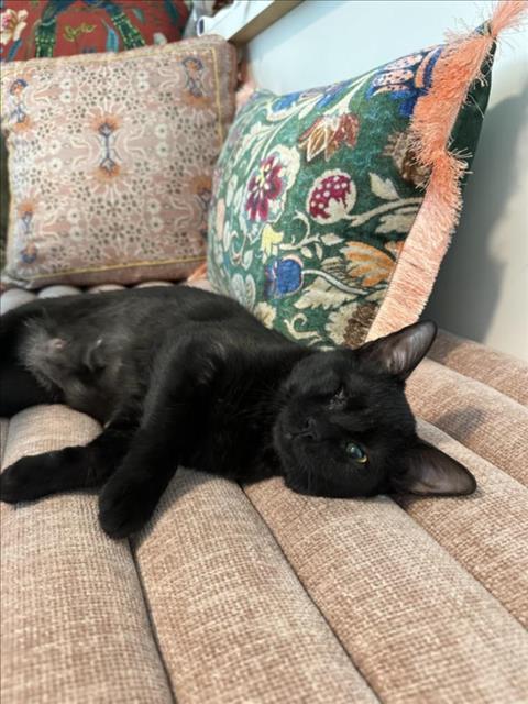 CHARLOTTE, Adoptable, Young Female Domestic Short Hair.