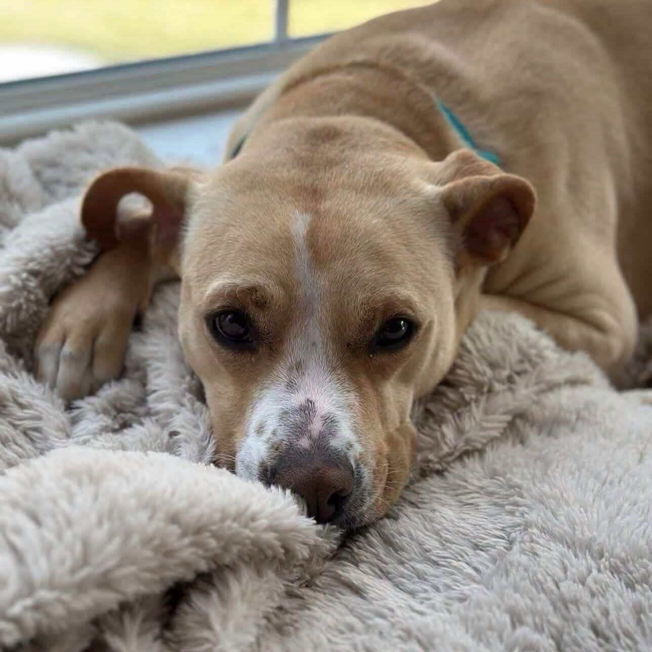 Katie, a ADOPTABLE mixed breed in Salem, NH image 4/6