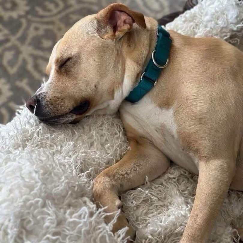Katie, a ADOPTABLE mixed breed in Salem, NH image 2/6
