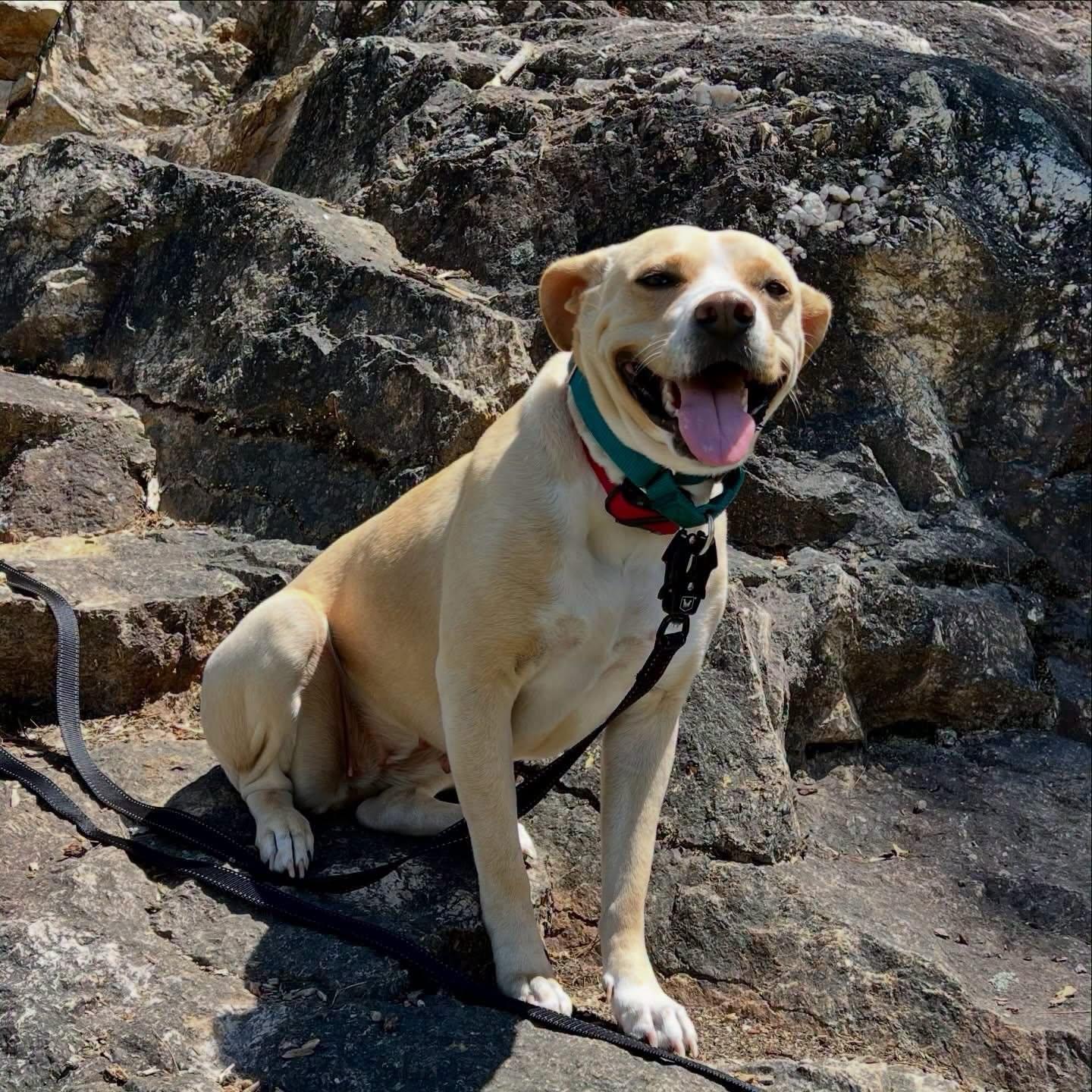 Katie, a ADOPTABLE mixed breed in Salem, NH image 6/6