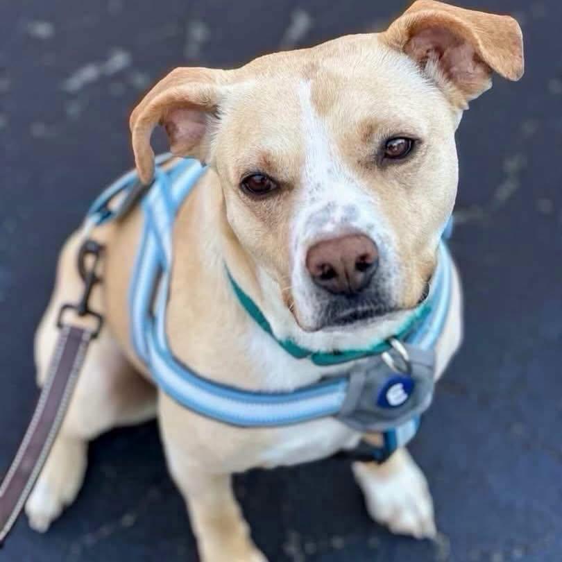 Katie, a ADOPTABLE mixed breed in Salem, NH image 1/6
