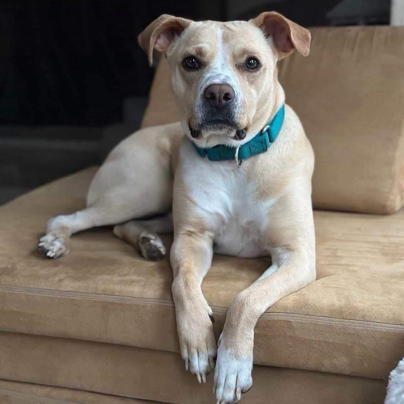 Katie, a ADOPTABLE mixed breed in Salem, NH image 3/6