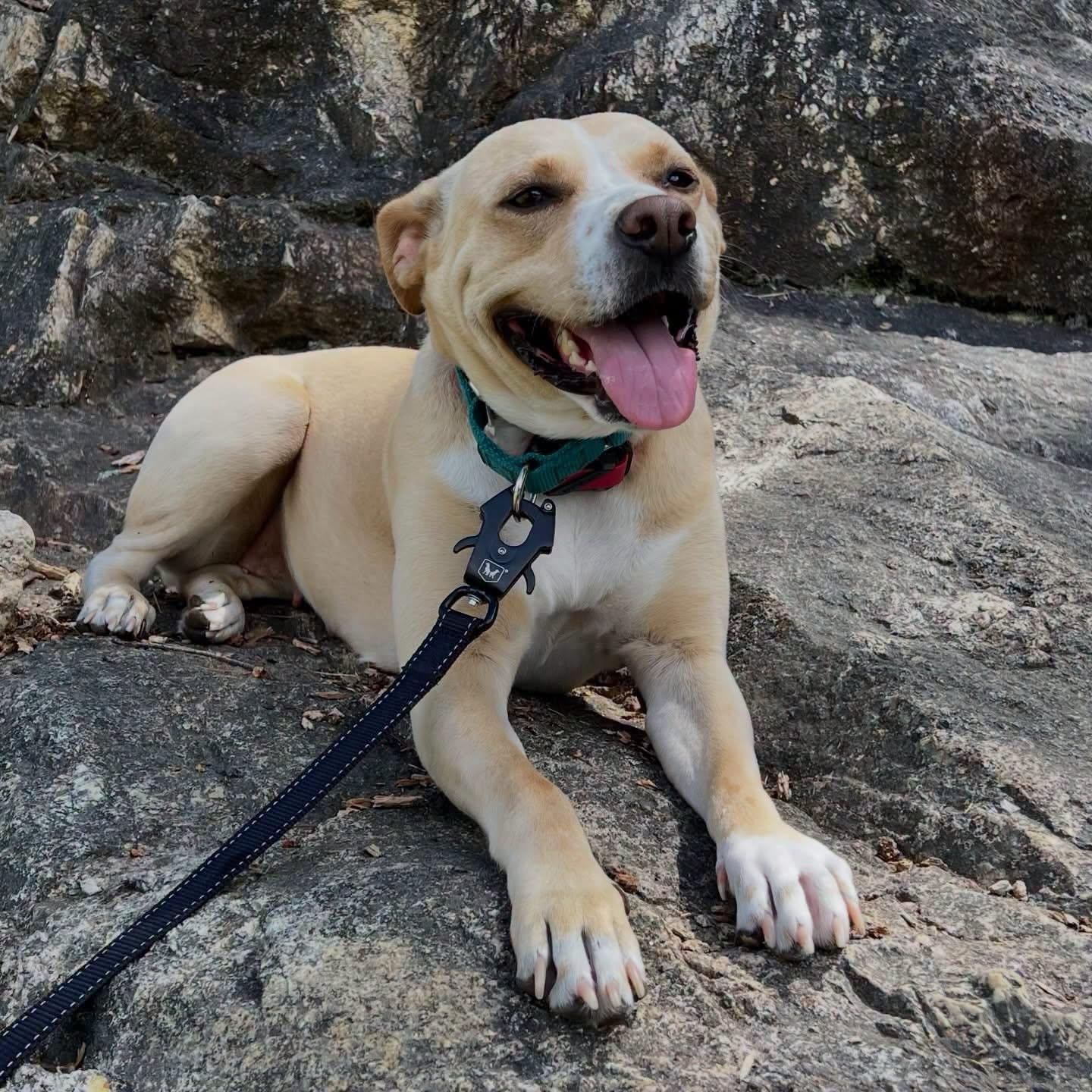 Katie, a ADOPTABLE mixed breed in Salem, NH image 5/6