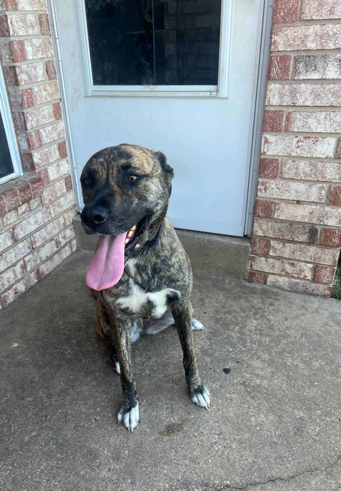 Enlarge Roxie Mead, an adoptable mixed breed in TULSA, OK image 5/5