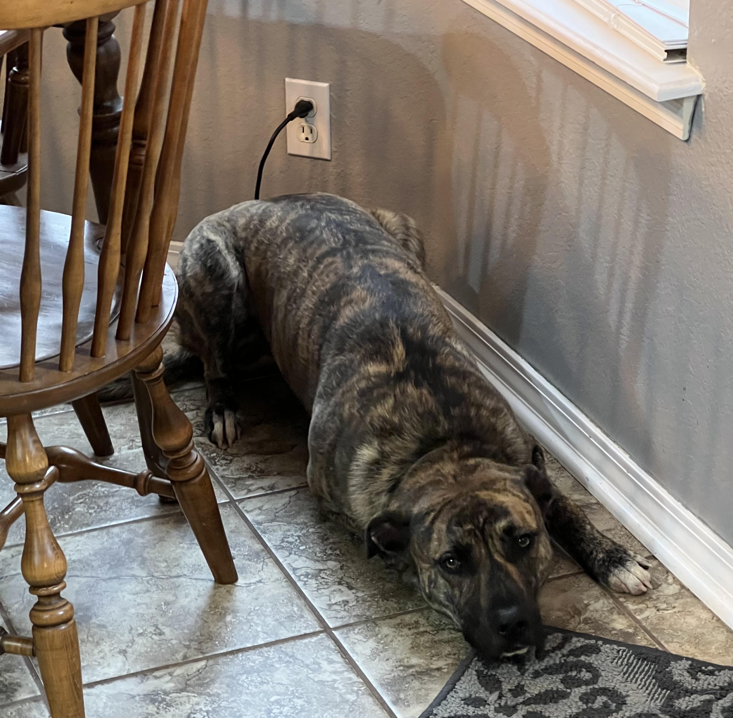 Roxie Mead, adoptable, Adult Female Pit Bull Terrier.