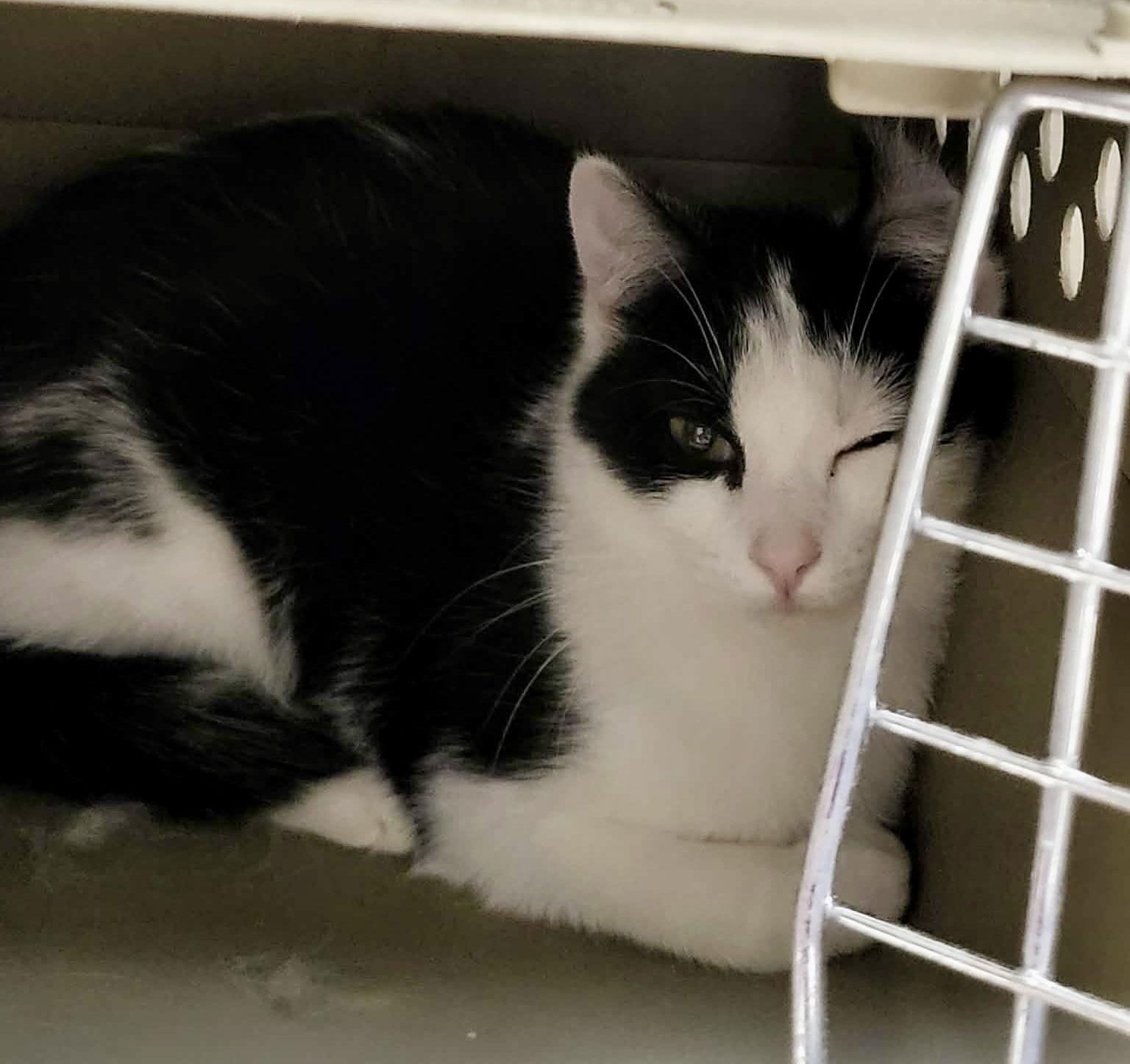 Kismet (Bonded w/Primrose)