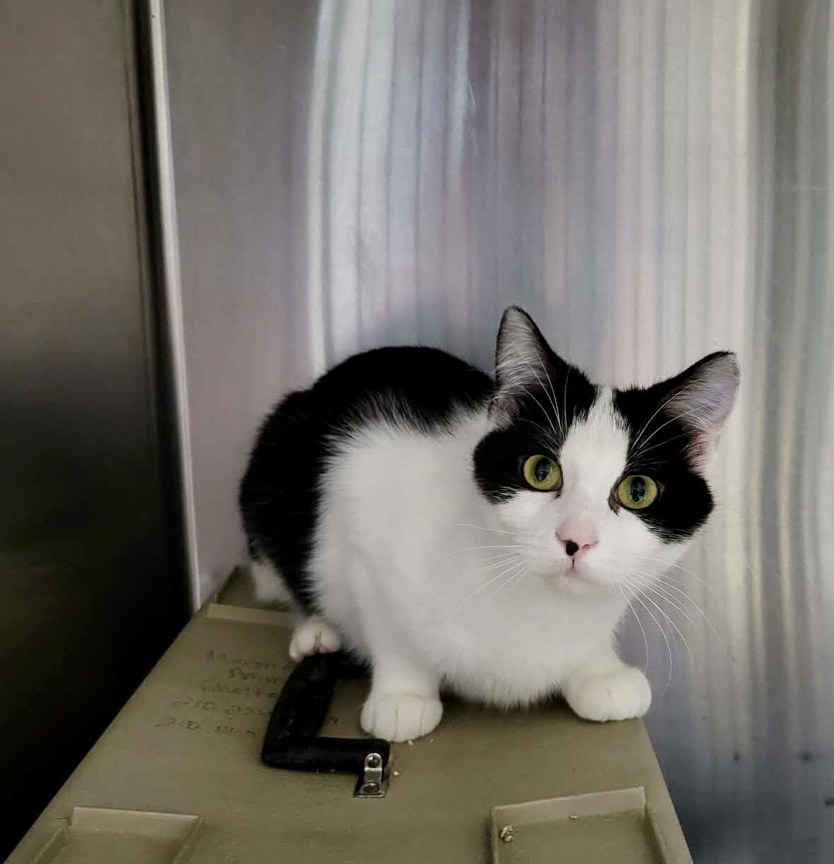 Kismet (Bonded w/Primrose) — thumbnail 2