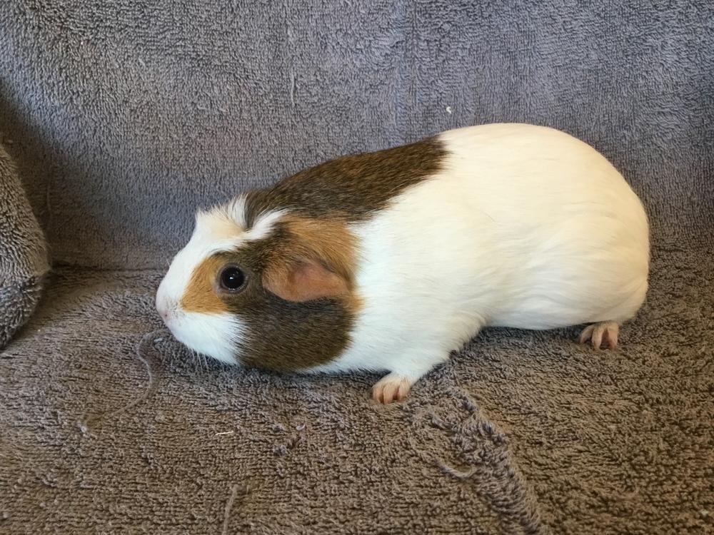 Viejas ( Bonded to Tripple 777), Adoptable, Adult Female Guinea Pig.