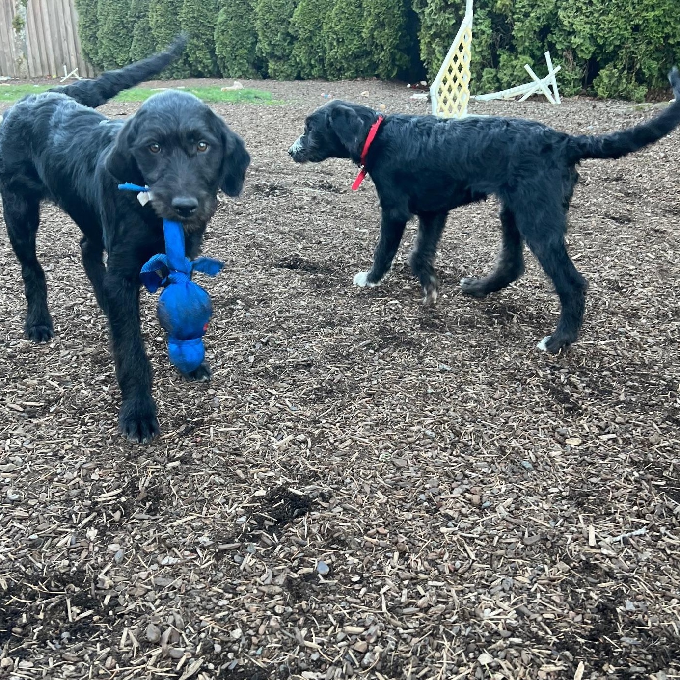 Enlarge Jackie, an adopted mixed breed in Portland, OR image 4/5