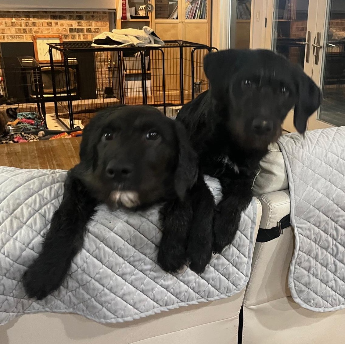 Enlarge Jackie, an adopted mixed breed in Portland, OR image 5/5