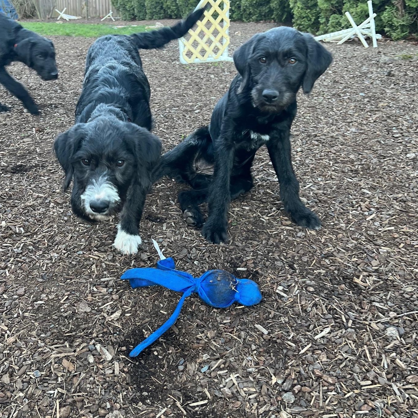 Enlarge Jackie, an adopted mixed breed in Portland, OR image 3/5