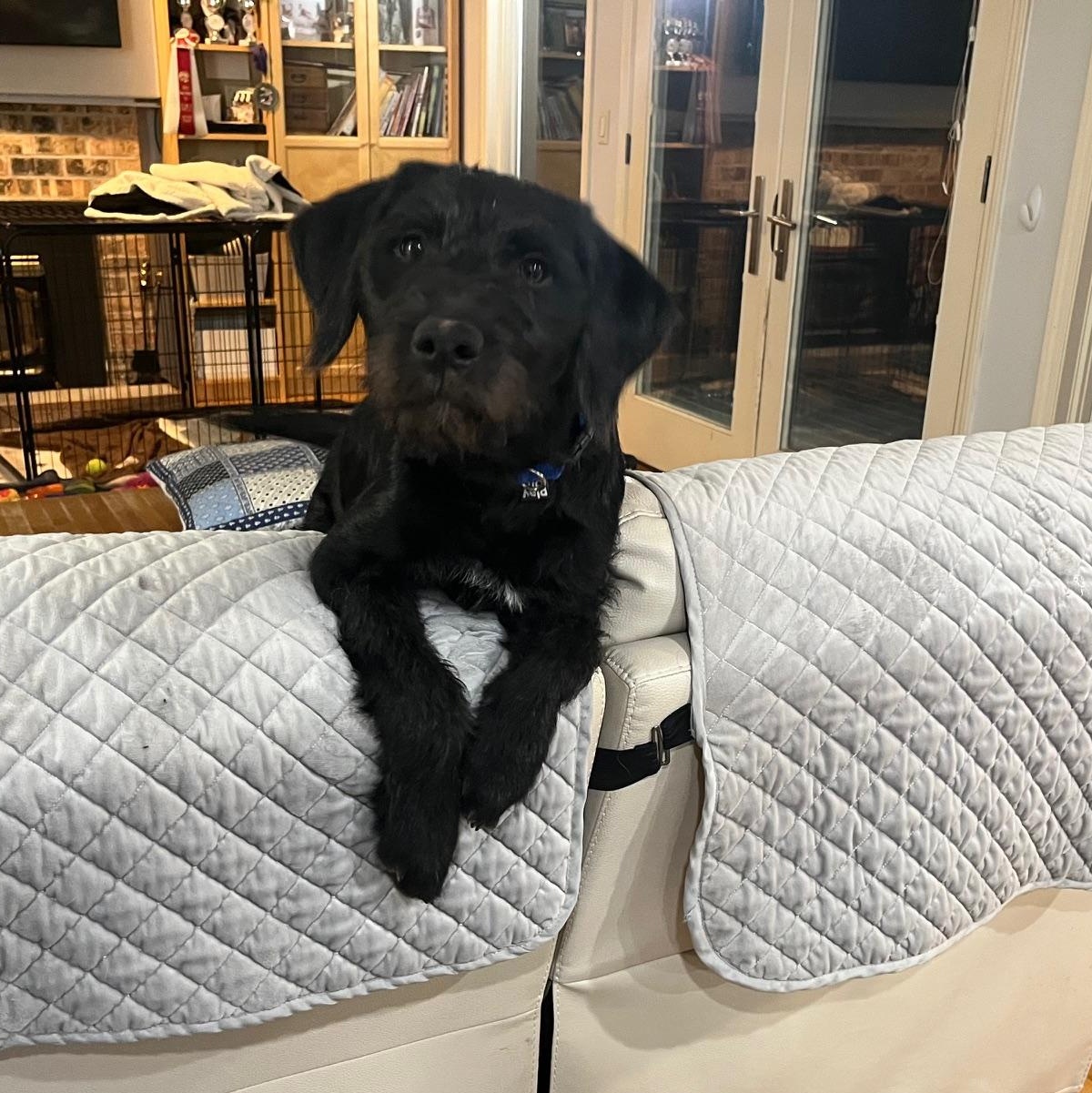 Enlarge Jackie, an adopted mixed breed in Portland, OR image 2/5