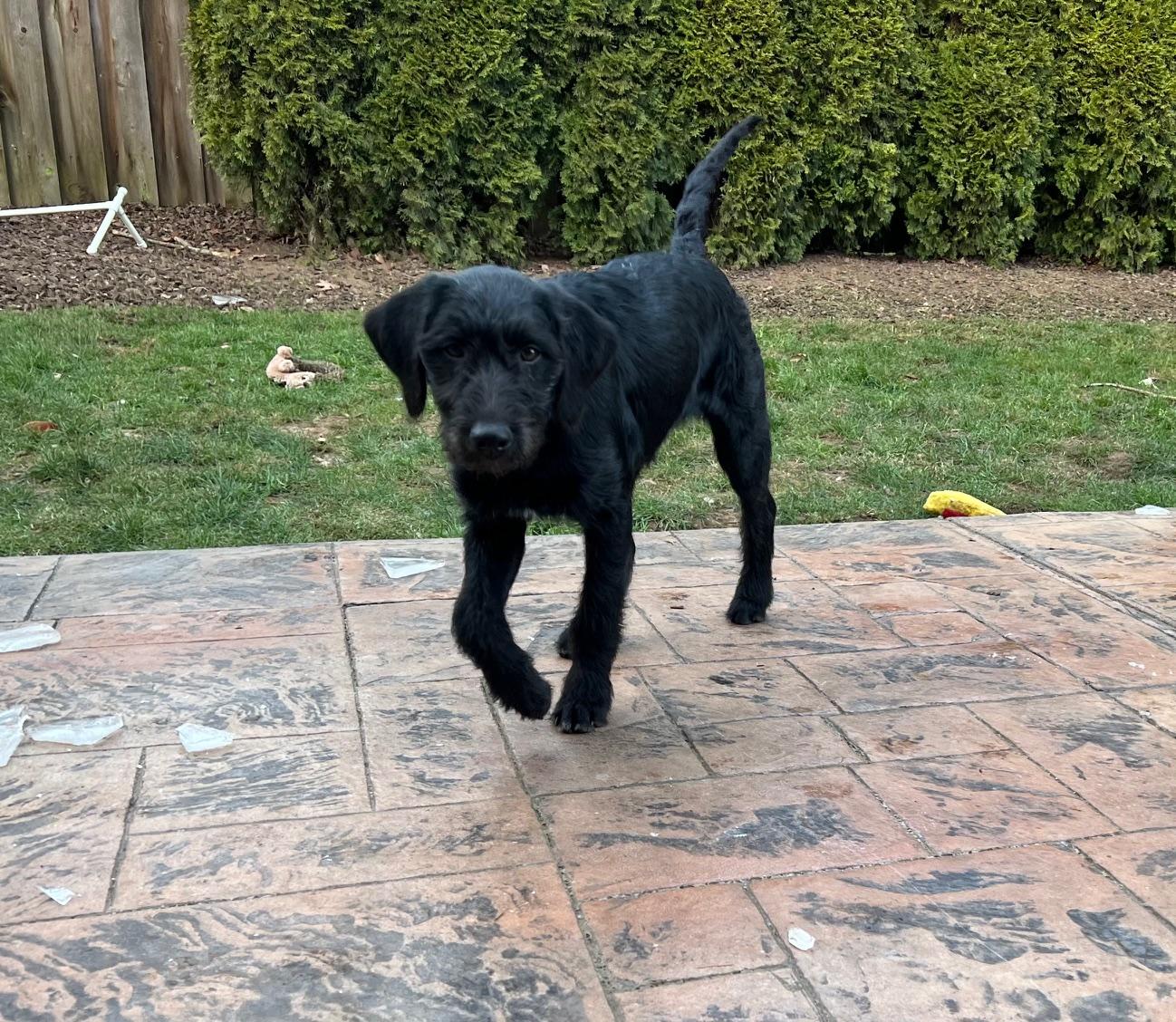 Enlarge Jackie, an adopted mixed breed in Portland, OR image 1/5