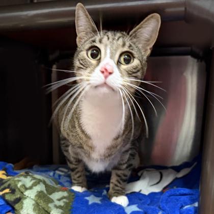 Lenny, Adoptable, Adult Male Domestic Short Hair & Domestic Short Hair.