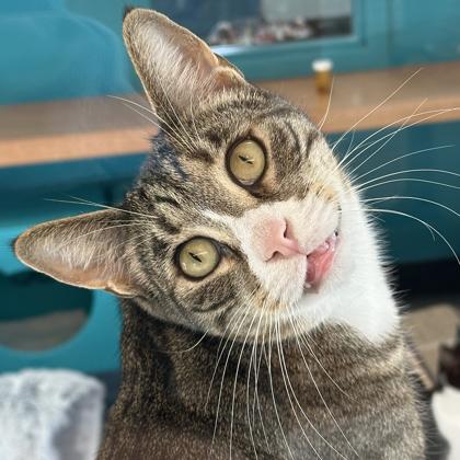 Enlarge Lenny, a Adoptable Domestic Short Hair in Voorhees, NJ image 2/3