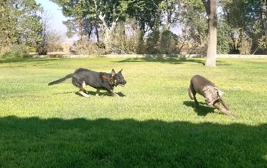 Reno, Adoptable, Young Female German Shepherd Dog.