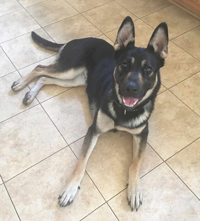 Reno, a Adoptable mixed breed in Pleasant Grove, CA image 2/4