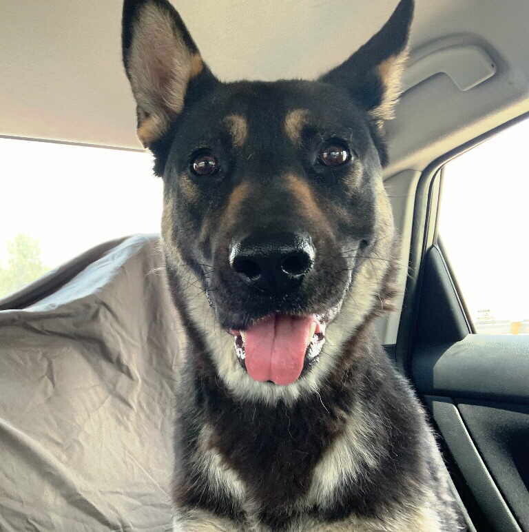 Reno, Adoptable, Young Female German Shepherd Dog.