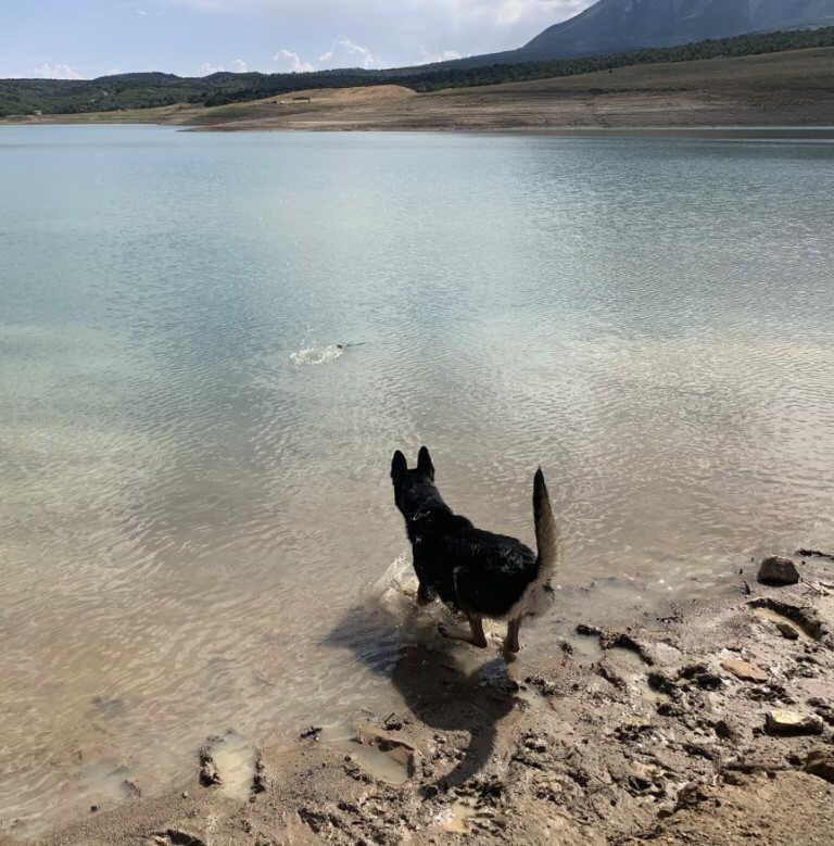 Reno, a Adoptable mixed breed in Pleasant Grove, CA image 4/4