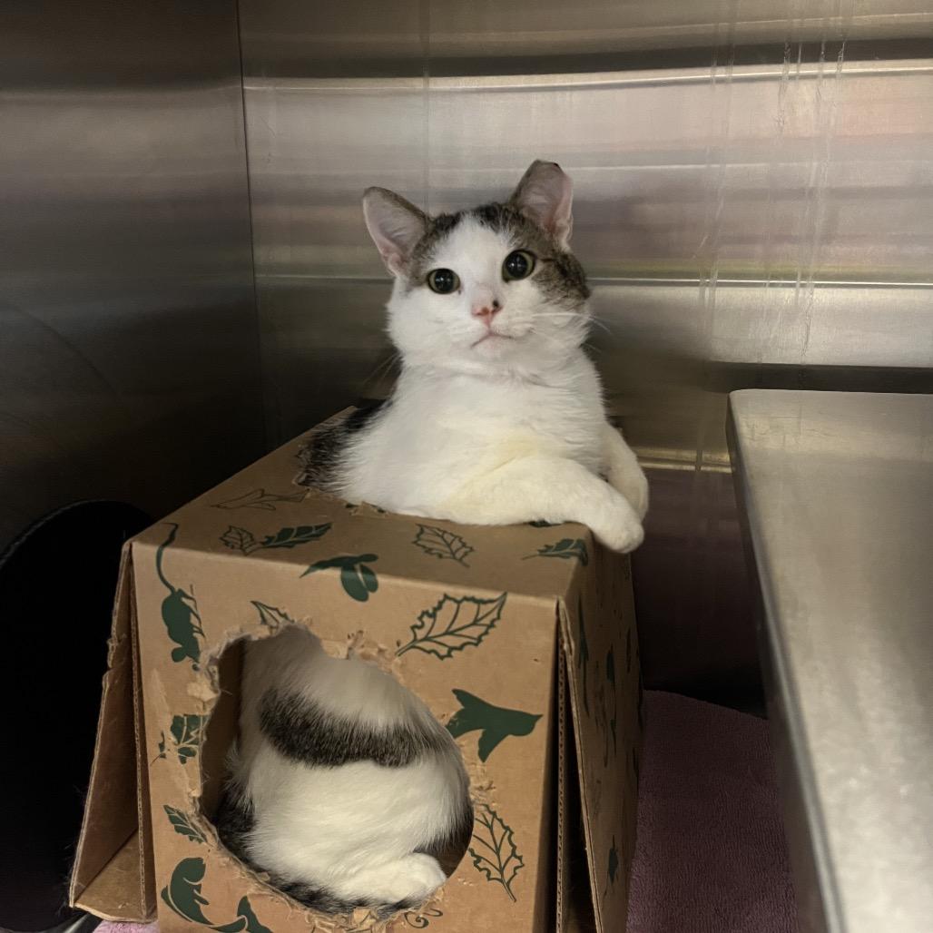 Hansel, a Adoptable Domestic Short Hair in Bristol, IN image 1/6